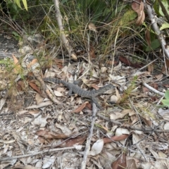 Varanus rosenbergi (Heath or Rosenberg's Monitor) at Moollattoo, NSW - 25 Nov 2023 by simonstratford