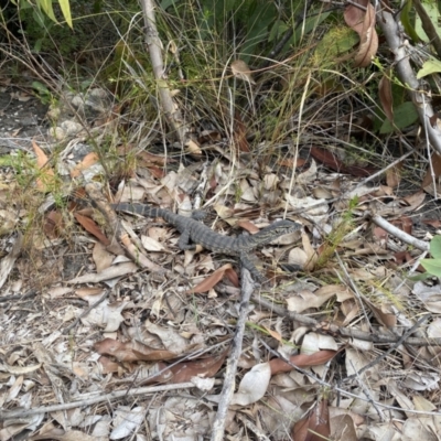 Varanus rosenbergi (Heath or Rosenberg's Monitor) at Moollattoo, NSW - 25 Nov 2023 by simonstratford