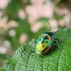 Scutiphora pedicellata (Metallic Jewel Bug) at Holt, ACT - 25 Nov 2023 by trevorpreston