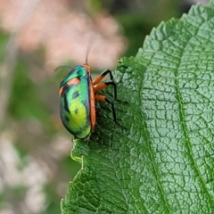 Scutiphora pedicellata at Holt, ACT - 25 Nov 2023