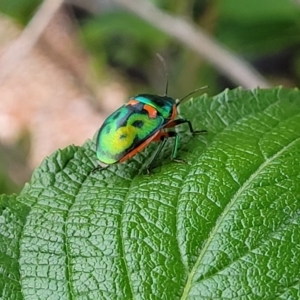 Scutiphora pedicellata at Holt, ACT - 25 Nov 2023