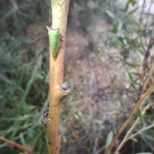 Ceraon sp. (genus) at Melba, ACT - 25 Nov 2023