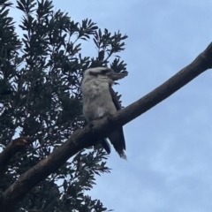 Dacelo novaeguineae (Laughing Kookaburra) at Shoalhaven Heads Bushcare - 25 Nov 2023 by lbradleyKV