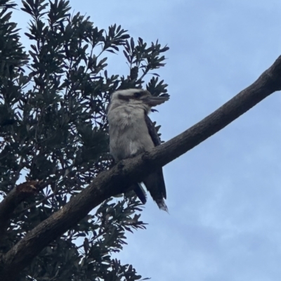 Dacelo novaeguineae (Laughing Kookaburra) at Shoalhaven Heads, NSW - 25 Nov 2023 by lbradleyKV