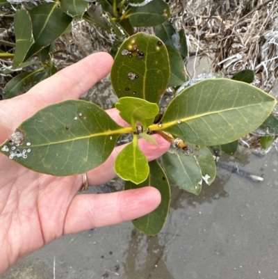 Avicennia marina subsp. australasica (Grey Mangrove) at Shoalhaven Heads, NSW - 25 Nov 2023 by lbradley