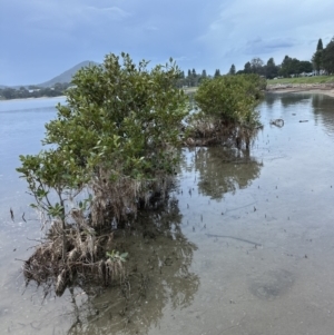 Avicennia marina subsp. australasica at Shoalhaven Heads, NSW - 25 Nov 2023 07:37 PM