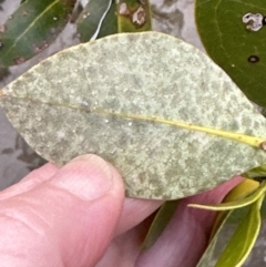 Avicennia marina subsp. australasica at Shoalhaven Heads, NSW - 25 Nov 2023 07:37 PM