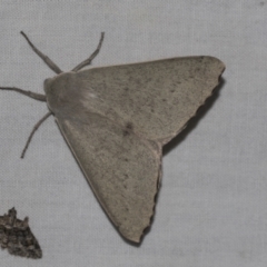 Arhodia lasiocamparia (Pink Arhodia (Oenochrominae)) at Higgins, ACT - 24 Dec 2022 by AlisonMilton