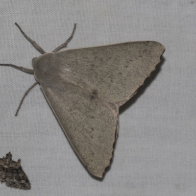 Arhodia lasiocamparia (Pink Arhodia (Oenochrominae)) at Higgins, ACT - 24 Dec 2022 by AlisonMilton