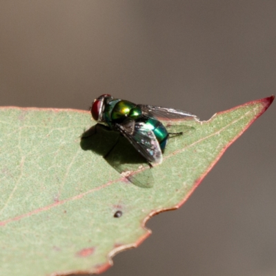 Chrysomya sp. (genus) (A green/blue blowfly) at Kuringa Woodland (CPP) - 17 Nov 2023 by Untidy