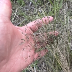 Eragrostis curvula (African Lovegrass) at Shoalhaven Heads, NSW - 25 Nov 2023 by lbradley