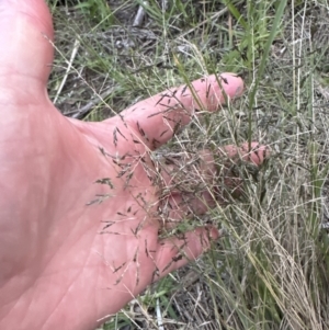 Eragrostis curvula at Shoalhaven Heads, NSW - 25 Nov 2023 07:45 PM