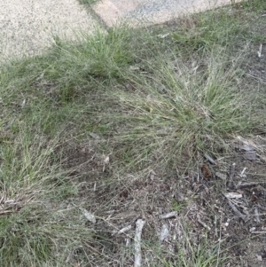 Eragrostis curvula at Shoalhaven Heads, NSW - 25 Nov 2023 07:45 PM