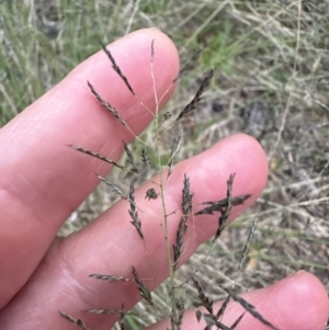 Eragrostis curvula at Shoalhaven Heads, NSW - 25 Nov 2023 07:45 PM