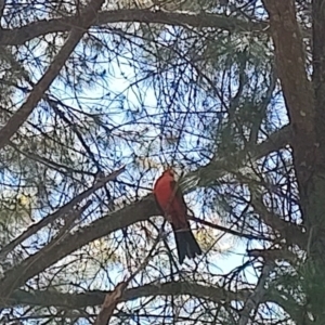 Alisterus scapularis at QPRC LGA - 19 Nov 2023