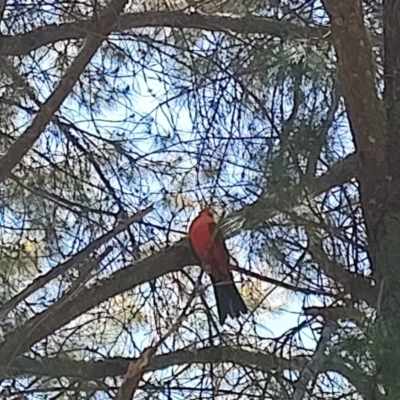 Alisterus scapularis (Australian King-Parrot) at Urila, NSW - 19 Nov 2023 by LyndalT