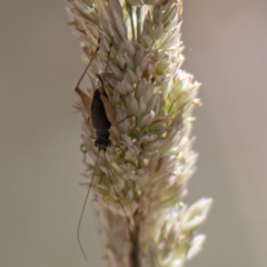 Trigonidium sp. (genus) (A Sword-tail Cricket) at Kuringa Woodlands - 17 Nov 2023 by Untidy