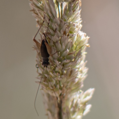Trigonidium sp. (genus) (A Sword-tail Cricket) at Kuringa Woodland (CPP) - 17 Nov 2023 by Untidy