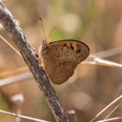 Heteronympha merope (Common Brown Butterfly) at Kuringa Woodlands - 17 Nov 2023 by Untidy