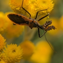 Gminatus australis (Orange assassin bug) at Holder, ACT - 25 Nov 2023 by Miranda