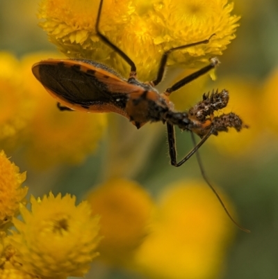 Gminatus australis (Orange assassin bug) at Holder, ACT - 25 Nov 2023 by Miranda