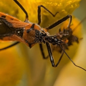 Gminatus australis at Holder, ACT - 25 Nov 2023