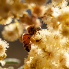 Apis mellifera (European honey bee) at Fraser, ACT - 17 Nov 2023 by Untidy