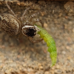 Maratus griseus at Holder, ACT - 25 Nov 2023