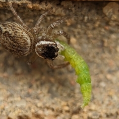 Maratus griseus (Jumping spider) at Holder, ACT - 25 Nov 2023 by Miranda