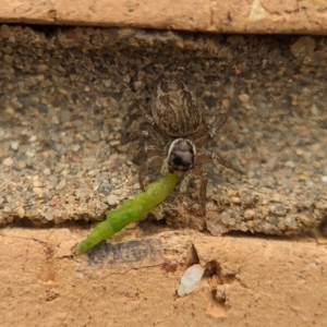 Maratus griseus at Holder, ACT - 25 Nov 2023