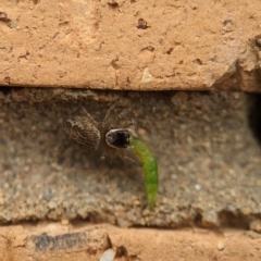 Maratus griseus at Holder, ACT - 25 Nov 2023