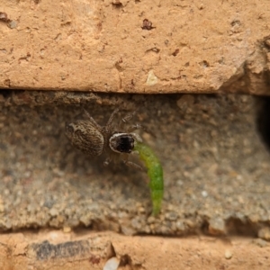 Maratus griseus at Holder, ACT - 25 Nov 2023