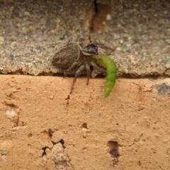 Maratus griseus at Holder, ACT - 25 Nov 2023