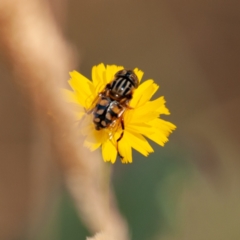 Eristalinus punctulatus (Golden Native Drone Fly) at Kuringa Woodland (CPP) - 18 Nov 2023 by Untidy