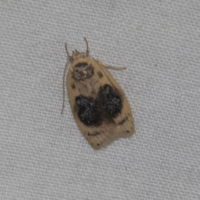 Garrha ocellifera (A concealer moth) at Higgins, ACT - 24 Dec 2022 by AlisonMilton
