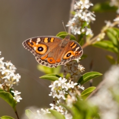 Junonia villida (Meadow Argus) at Fraser, ACT - 17 Nov 2023 by Untidy