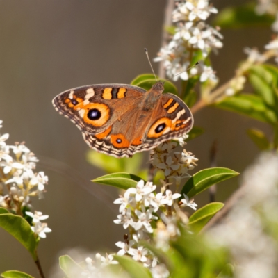 Junonia villida (Meadow Argus) at Kuringa Woodlands - 17 Nov 2023 by Untidy