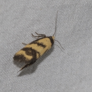 Olbonoma triptycha at Higgins, ACT - 24 Dec 2022 10:04 PM