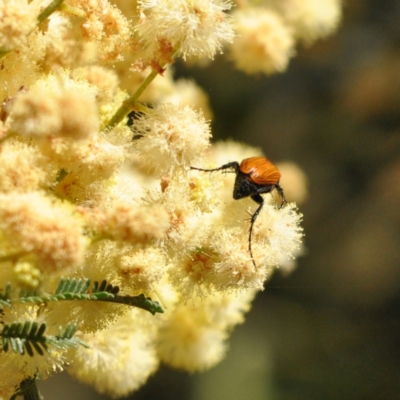 Phyllotocus rufipennis (Nectar scarab) at Kuringa Woodlands - 17 Nov 2023 by Untidy