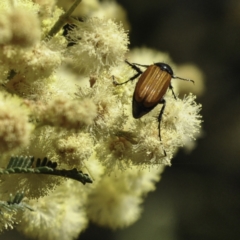 Phyllotocus rufipennis at Kuringa Woodland (CPP) - 18 Nov 2023