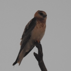 Elanus axillaris (Black-shouldered Kite) at Tuggeranong, ACT - 25 Nov 2023 by HelenCross