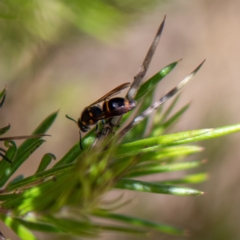 Eumeninae (subfamily) (Unidentified Potter wasp) at Fraser, ACT - 17 Nov 2023 by Untidy
