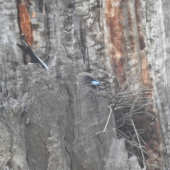 Artamus cyanopterus cyanopterus (Dusky Woodswallow) at Kambah, ACT - 25 Nov 2023 by HelenCross