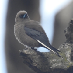 Artamus cyanopterus at Kambah, ACT - 25 Nov 2023 05:11 PM