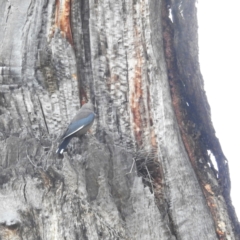 Artamus cyanopterus cyanopterus at Kambah, ACT - 25 Nov 2023