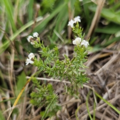 Asperula conferta (Common Woodruff) at Braidwood, NSW - 25 Nov 2023 by MatthewFrawley