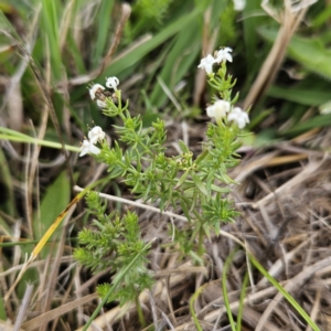 Asperula conferta at QPRC LGA - 25 Nov 2023