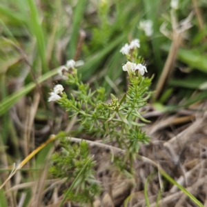 Asperula conferta at QPRC LGA - 25 Nov 2023 04:57 PM