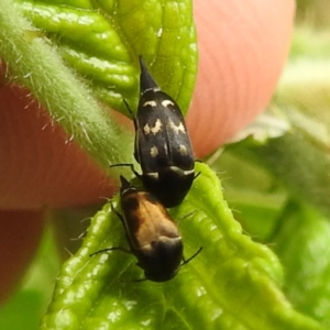 Mordellidae (family) at Lions Youth Haven - Westwood Farm A.C.T. - 25 Nov 2023 09:43 AM