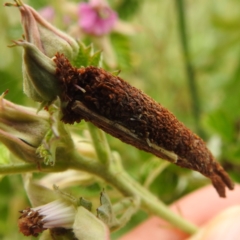 Trigonocyttara clandestina (Less-stick Case Moth) at Lions Youth Haven - Westwood Farm A.C.T. - 24 Nov 2023 by HelenCross